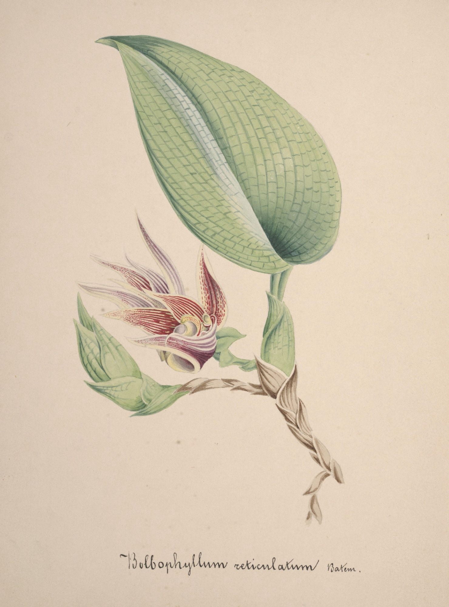 Collection dOrchide c1900 Bolbophyllum Reticulatum Canvas Art - Unknown (18 x 24)