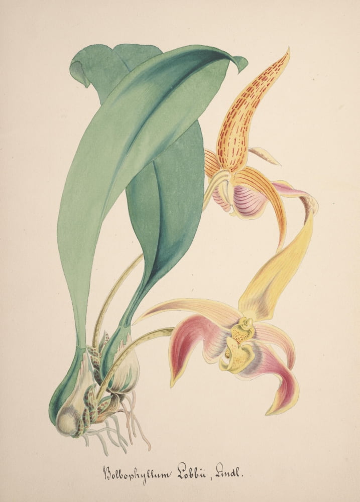 Collection dOrchide c1900 Bulbophyllum Lobbii Canvas Art - Unknown (24 x 36)