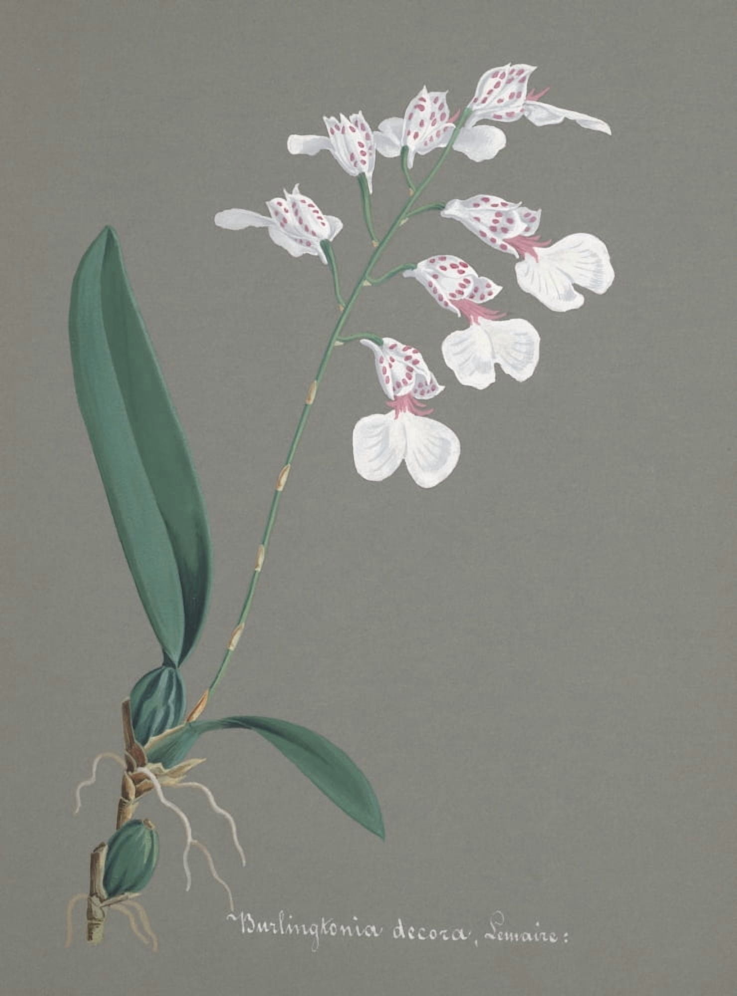 Collection dOrchide c1900 Burlingtonia Decora Canvas Art - Unknown (18 x 24)