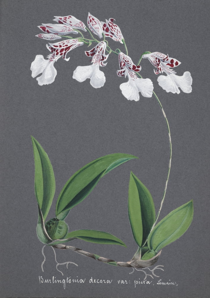 Collection dOrchide c1900 Burlingtonia Decora Picta Canvas Art - Unknown (18 x 24)