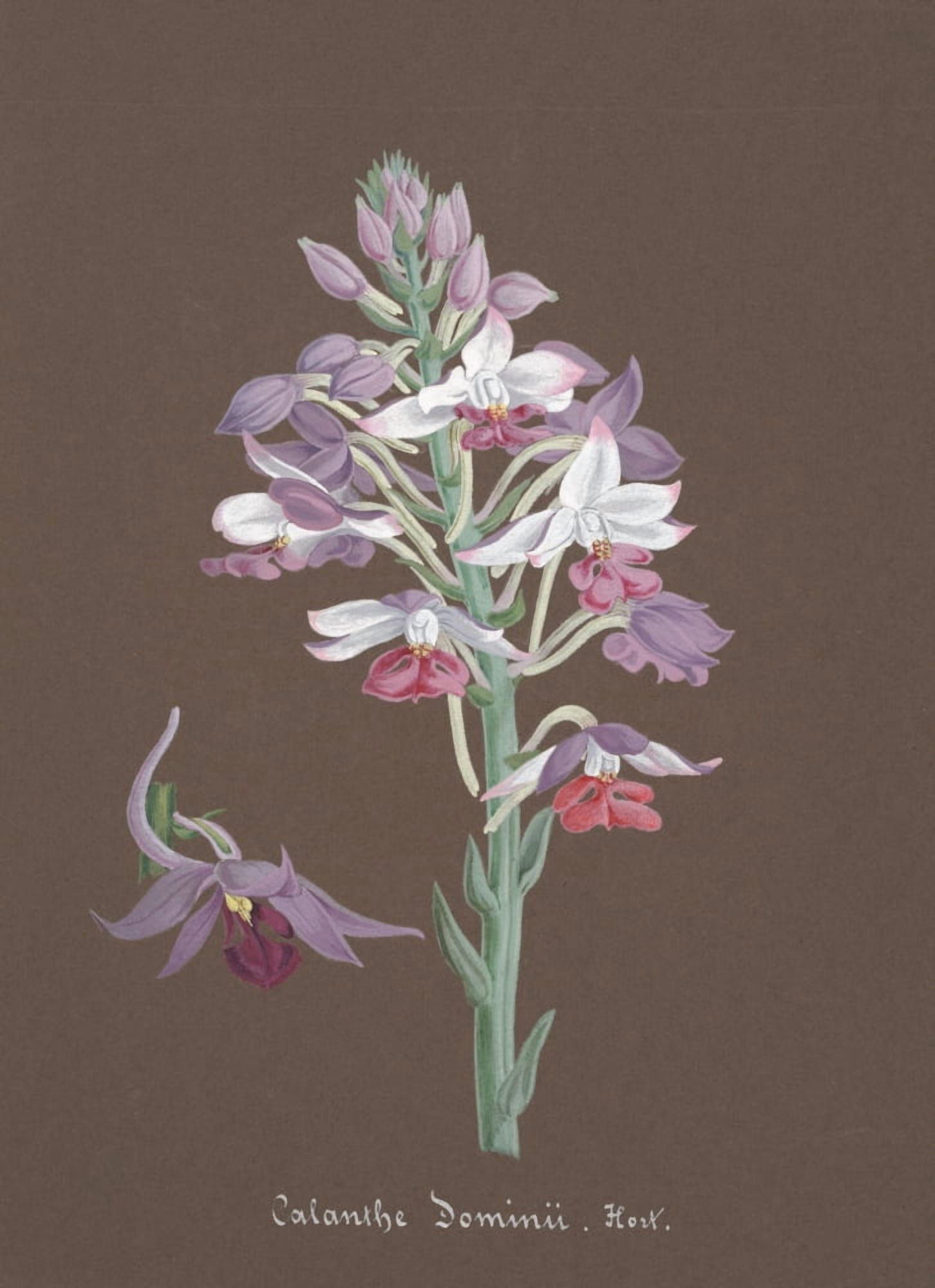 Collection dOrchide c1900 Calanthe Dominii Canvas Art - Unknown (18 x 24)