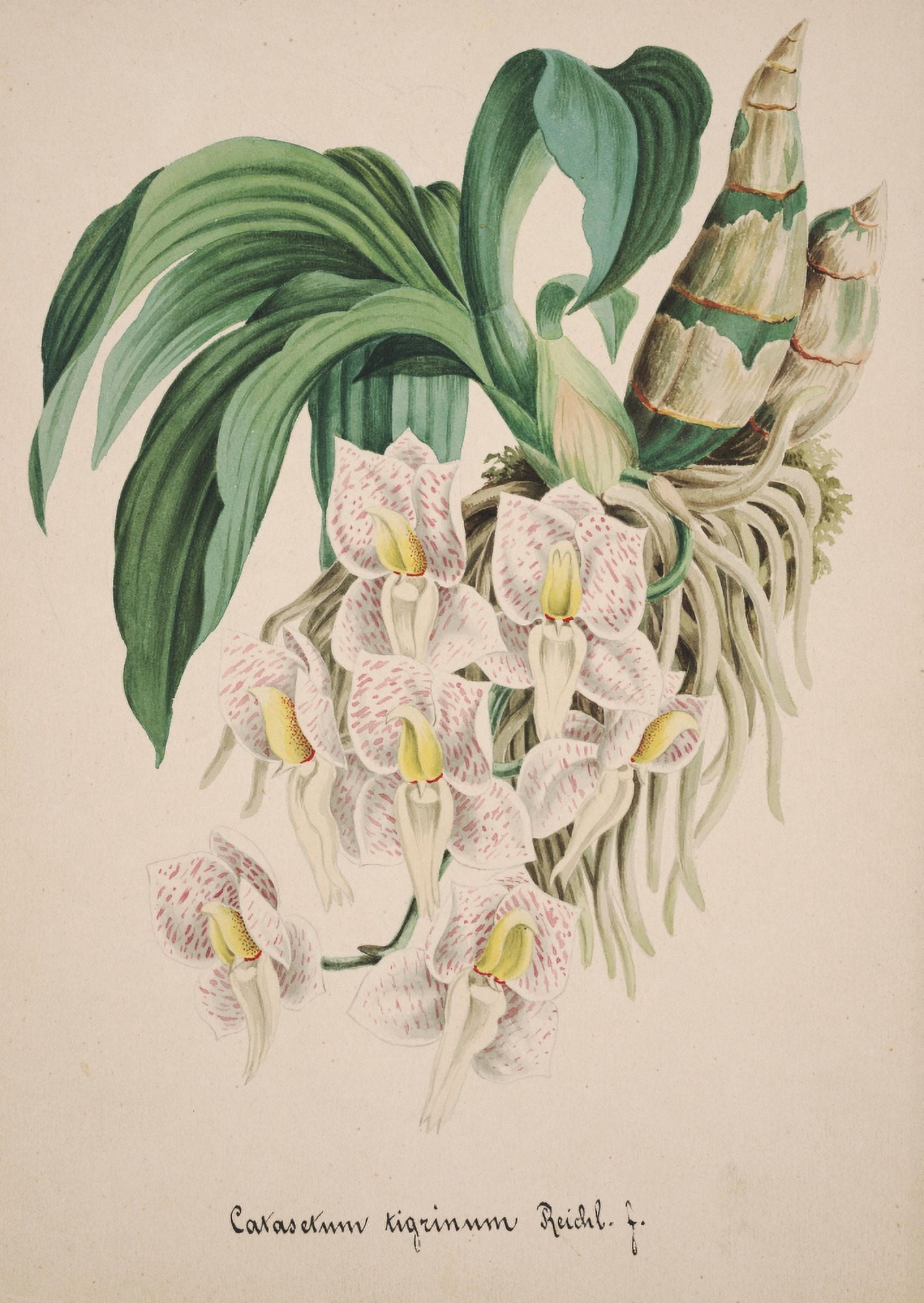 Collection dOrchide c1900 Catasetum Tigrinum Canvas Art - Unknown (18 x 24)