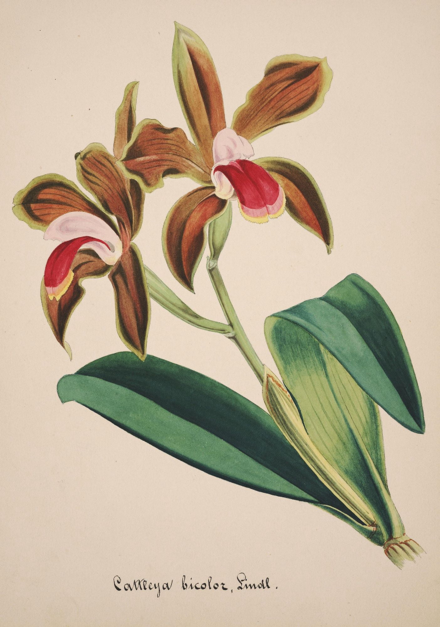 Collection dOrchide c1900 Cattleya Bicolor Canvas Art - Unknown (18 x 24)