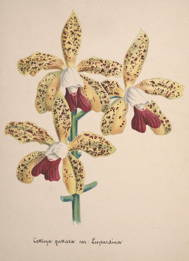 Collection dOrchide c1900 Cattleya Guttata Canvas Art - Unknown (24 x 36)