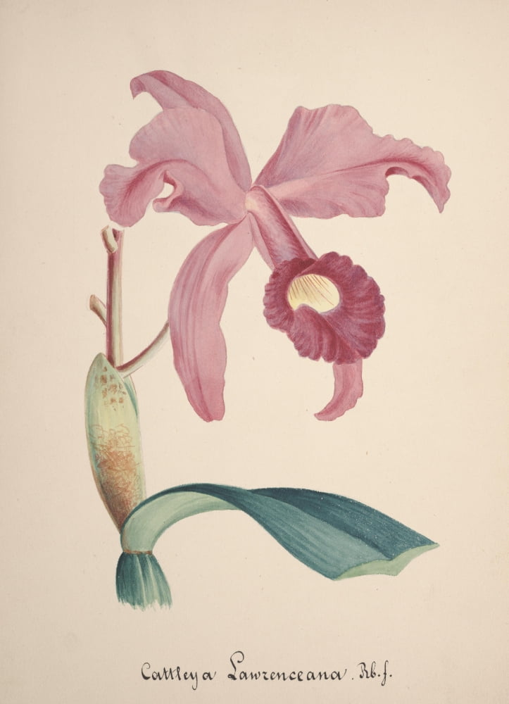 Collection dOrchide c1900 Cattleya Lawrenceana Canvas Art - Unknown (24 x 36)