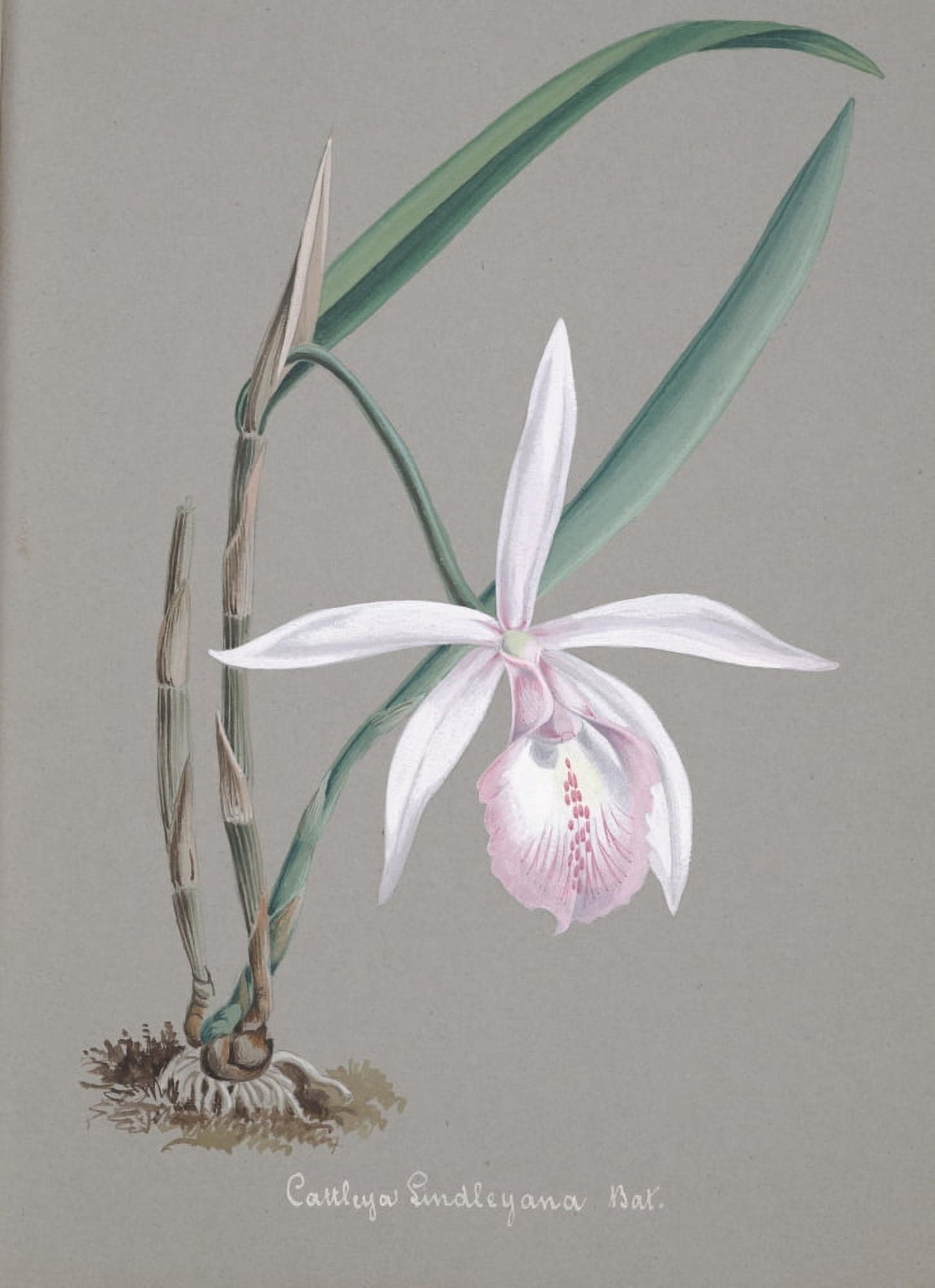 Collection dOrchide c1900 Cattleya Lindleyana Canvas Art - Unknown (18 x 24)