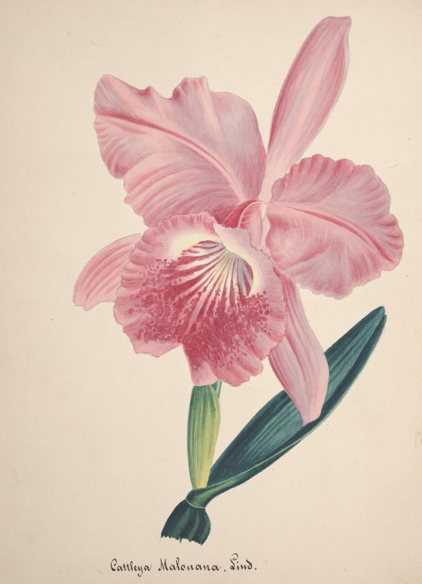 Collection dOrchide c1900 Cattleya Malouana Canvas Art - Unknown (18 x 24)