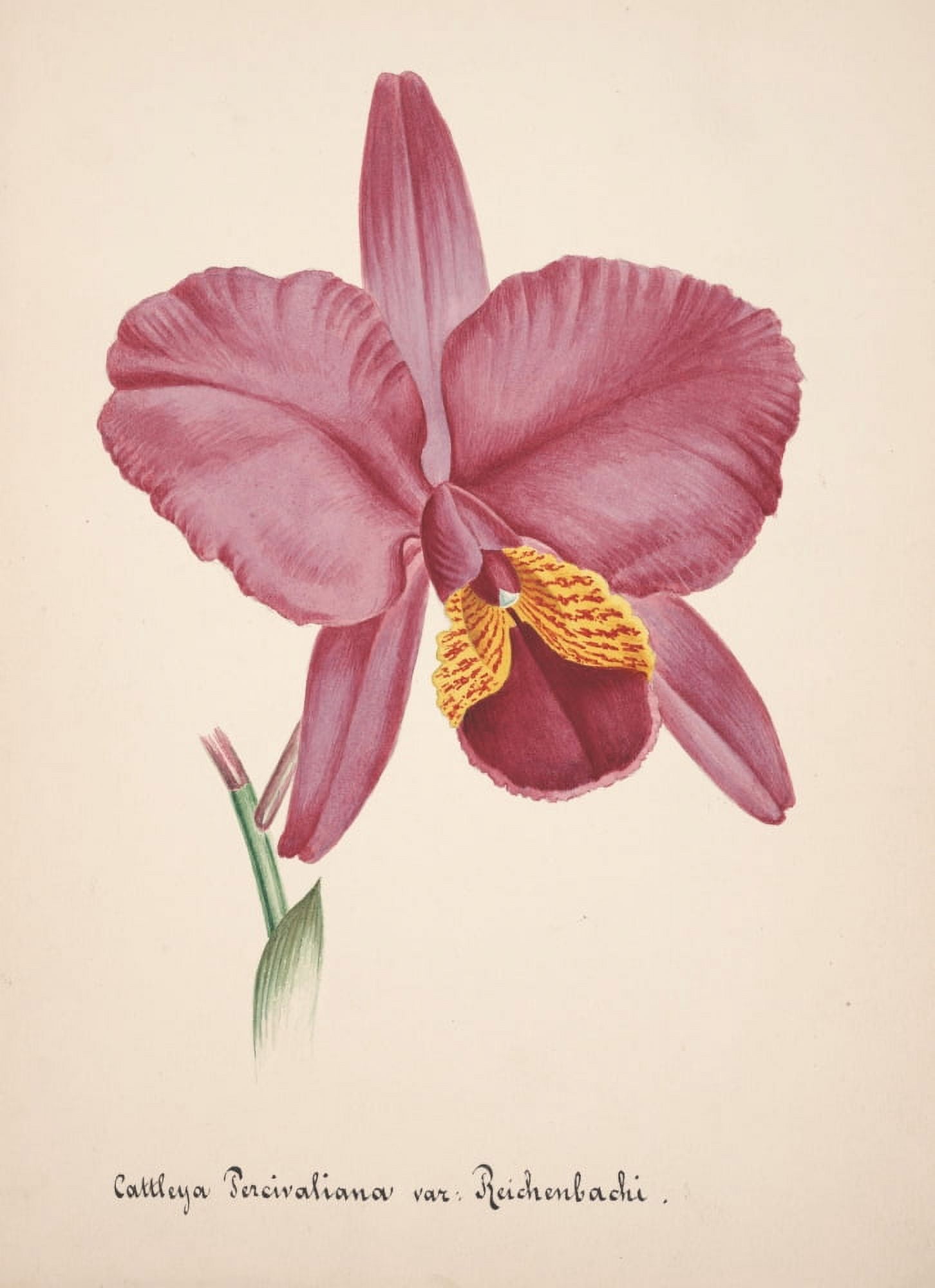 Collection dOrchide c1900 Cattleya Percivaliana Canvas Art - Unknown (18 x 24)