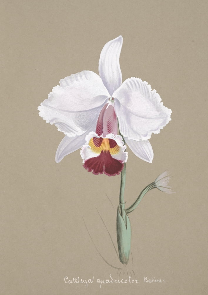 Collection dOrchide c1900 Cattleya Quadricolor Canvas Art - Unknown (18 x 24)