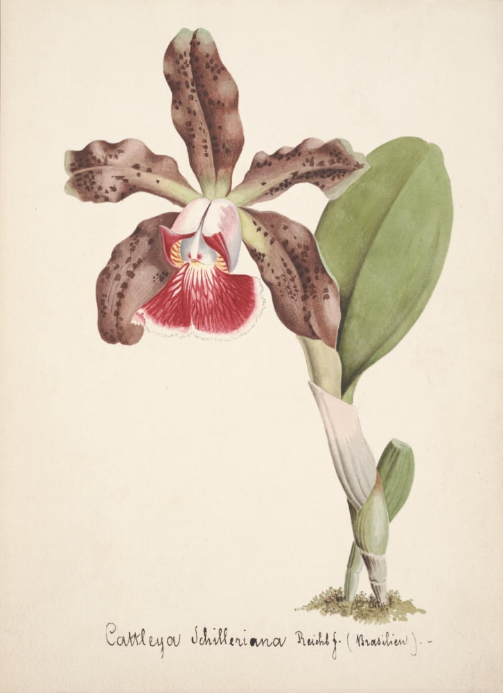 Collection dOrchide c1900 Cattleya Schilleriana 2 Canvas Art - Unknown (18 x 24)