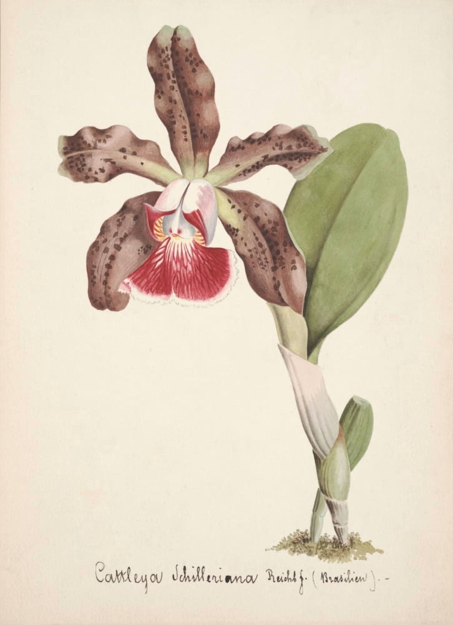 Collection dOrchide c1900 Cattleya Schilleriana 2 Canvas Art - Unknown (24 x 36)