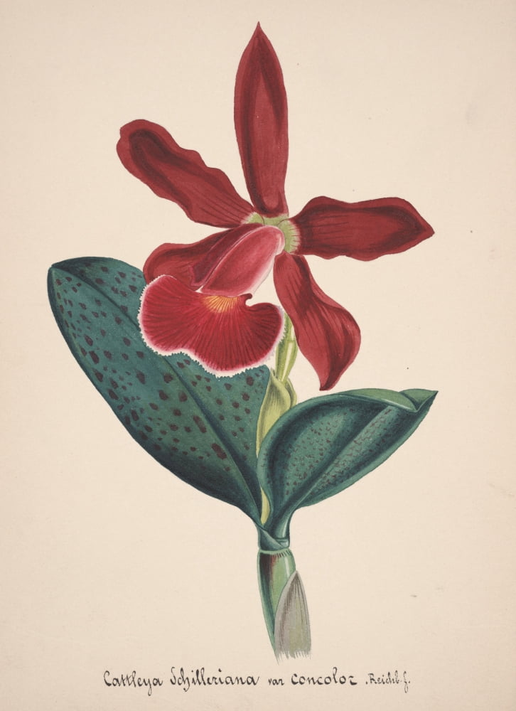 Collection dOrchide c1900 Cattleya Schilleriana Canvas Art - Unknown (24 x 36)