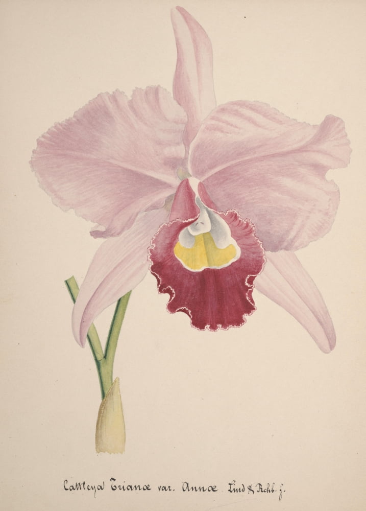 Collection dOrchide c1900 Cattleya Trianae Canvas Art - Unknown (18 x 24)