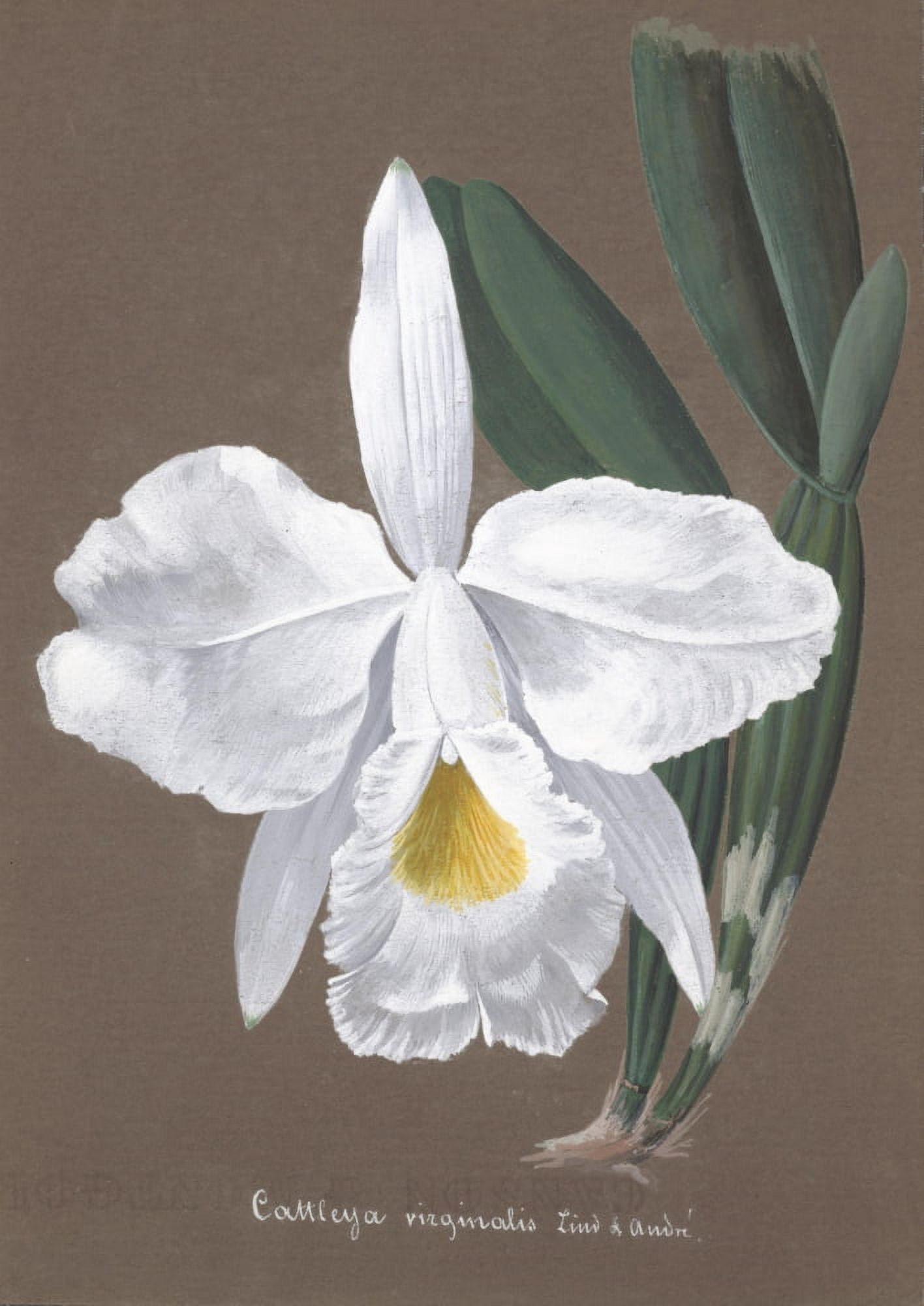 Collection dOrchide c1900 Cattleya Virginalis Canvas Art - Unknown (18 x 24)