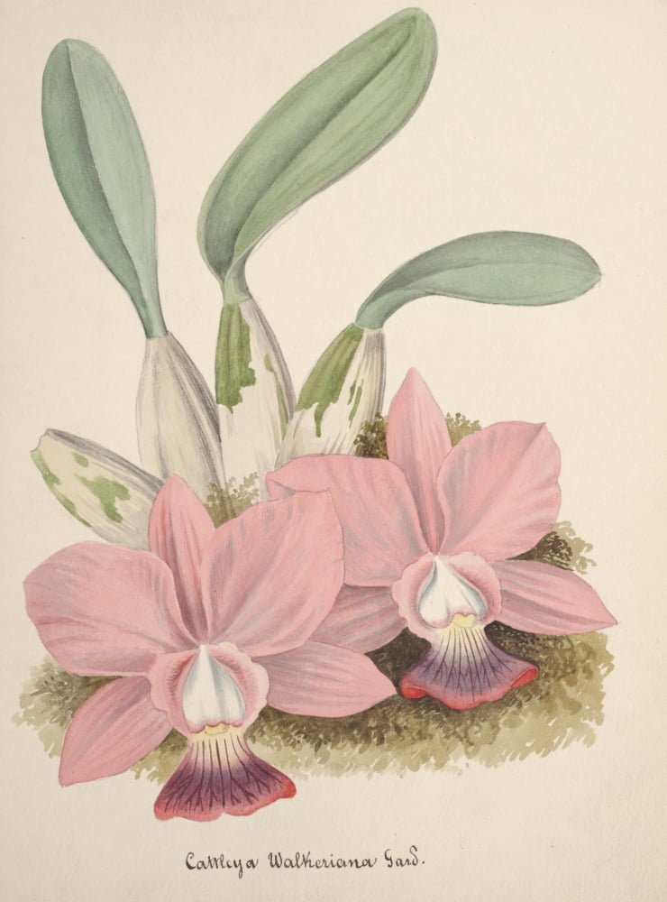Collection dOrchide c1900 Cattleya Walkeriana Canvas Art - Unknown (18 x 24)