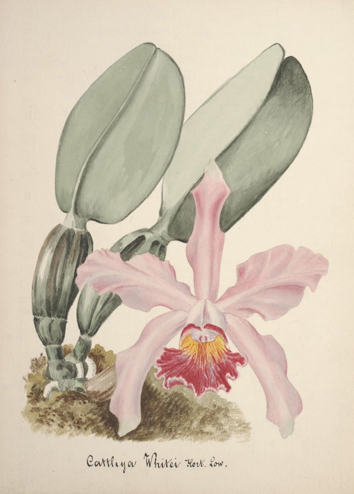 Collection dOrchide c1900 Cattleya Whitei Canvas Art - Unknown (24 x 36)