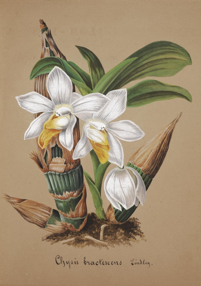 Collection dOrchide c1900 Chysis Bractescens Canvas Art - Unknown (18 x 24)