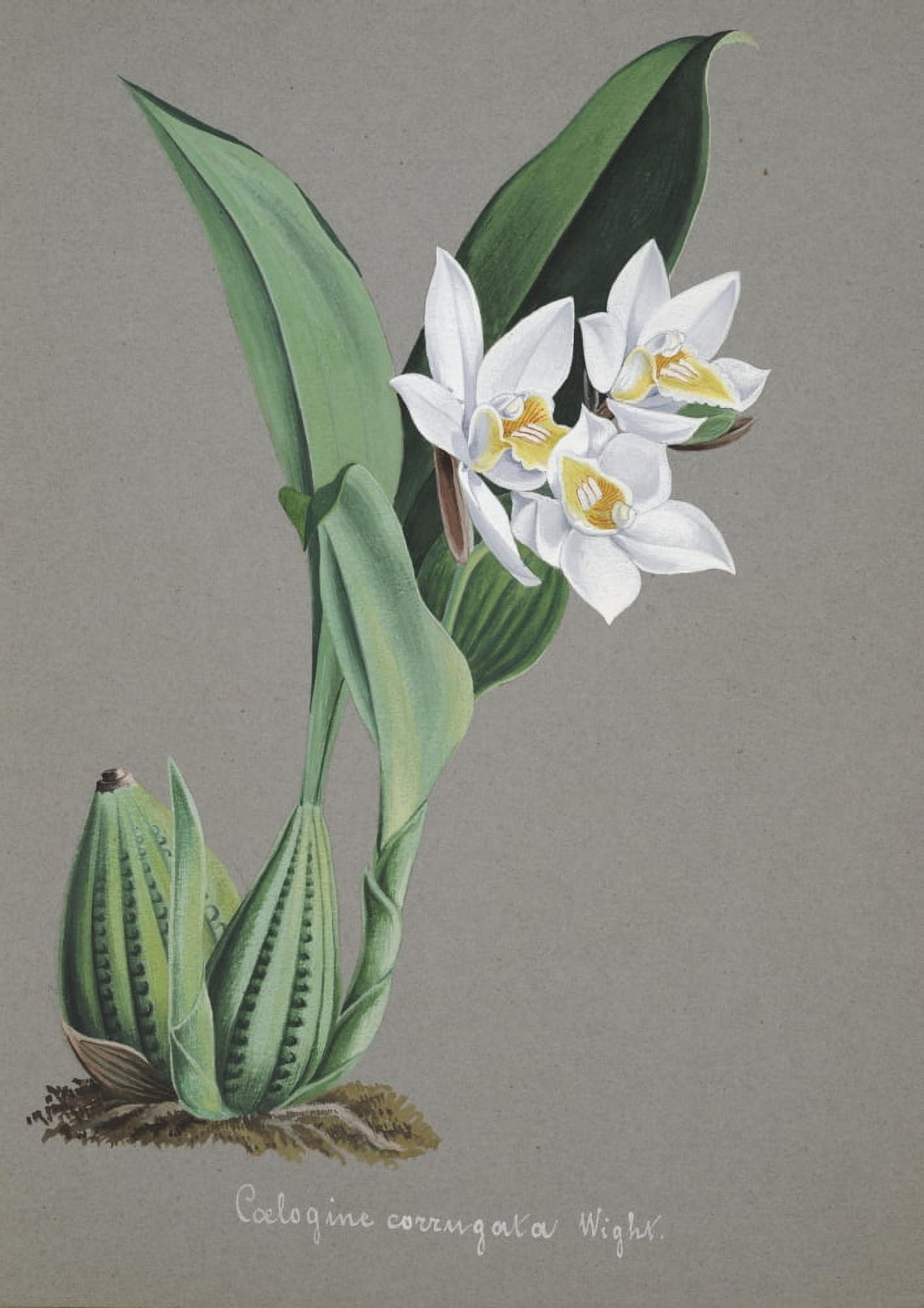 Collection dOrchide c1900 Coelogyne Corrugata Canvas Art - Unknown (18 x 24)