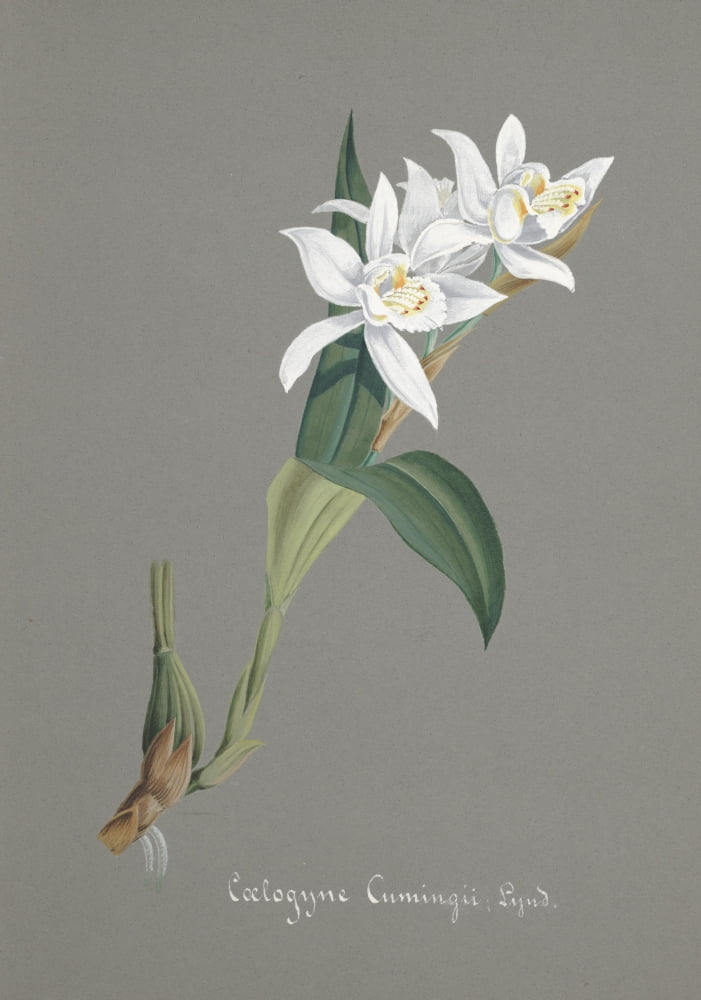 Collection dOrchide c1900 Coelogyne Cumingii Canvas Art - Unknown (18 x 24)