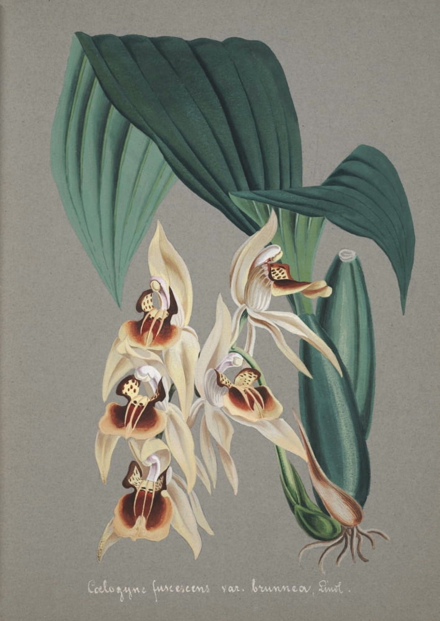 Collection dOrchide c1900 Coelogyne Elegans Canvas Art - Unknown (18 x 24)