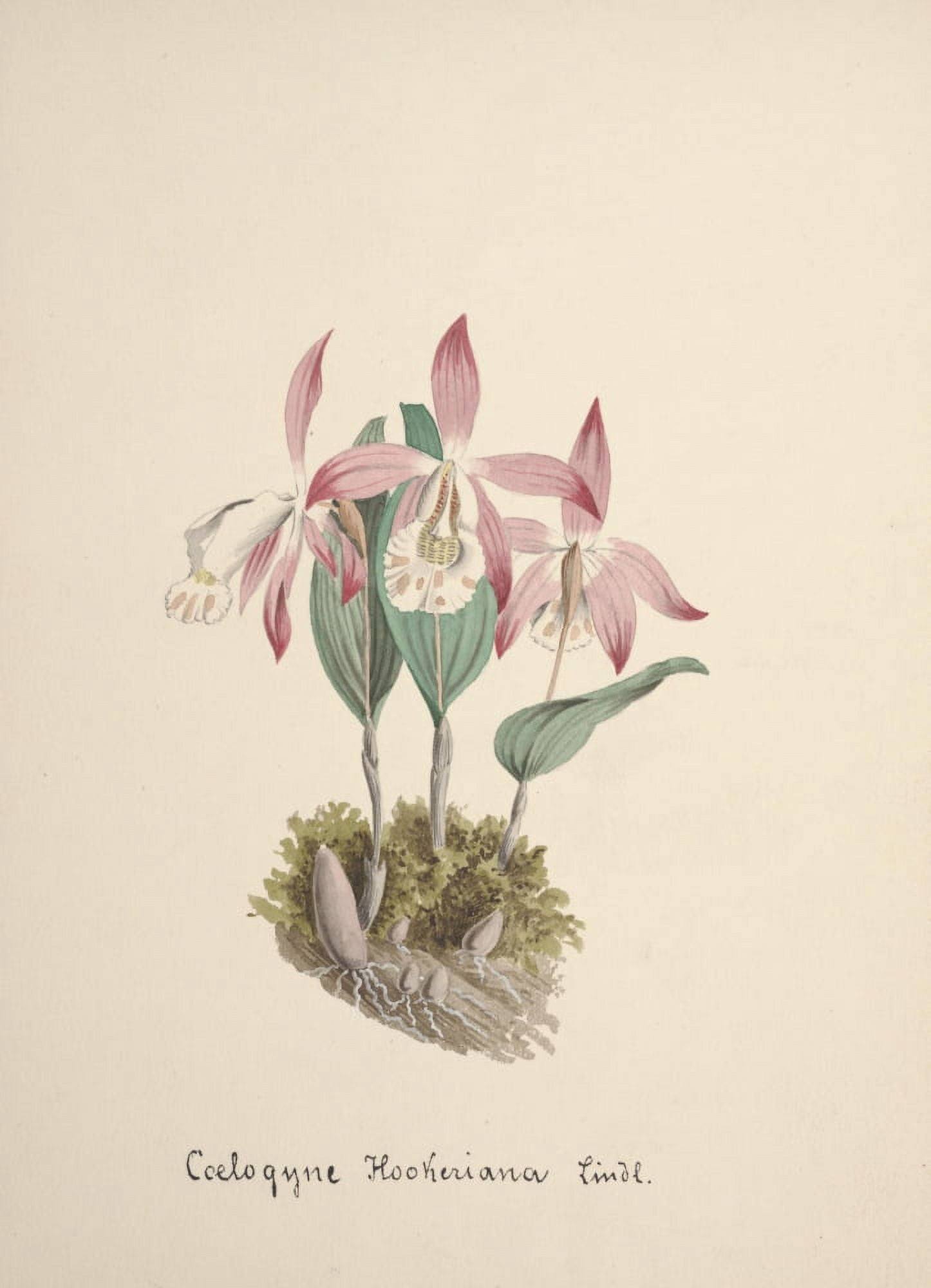 Collection dOrchide c1900 Coelogyne Hookeriana Canvas Art - Unknown (24 x 36)