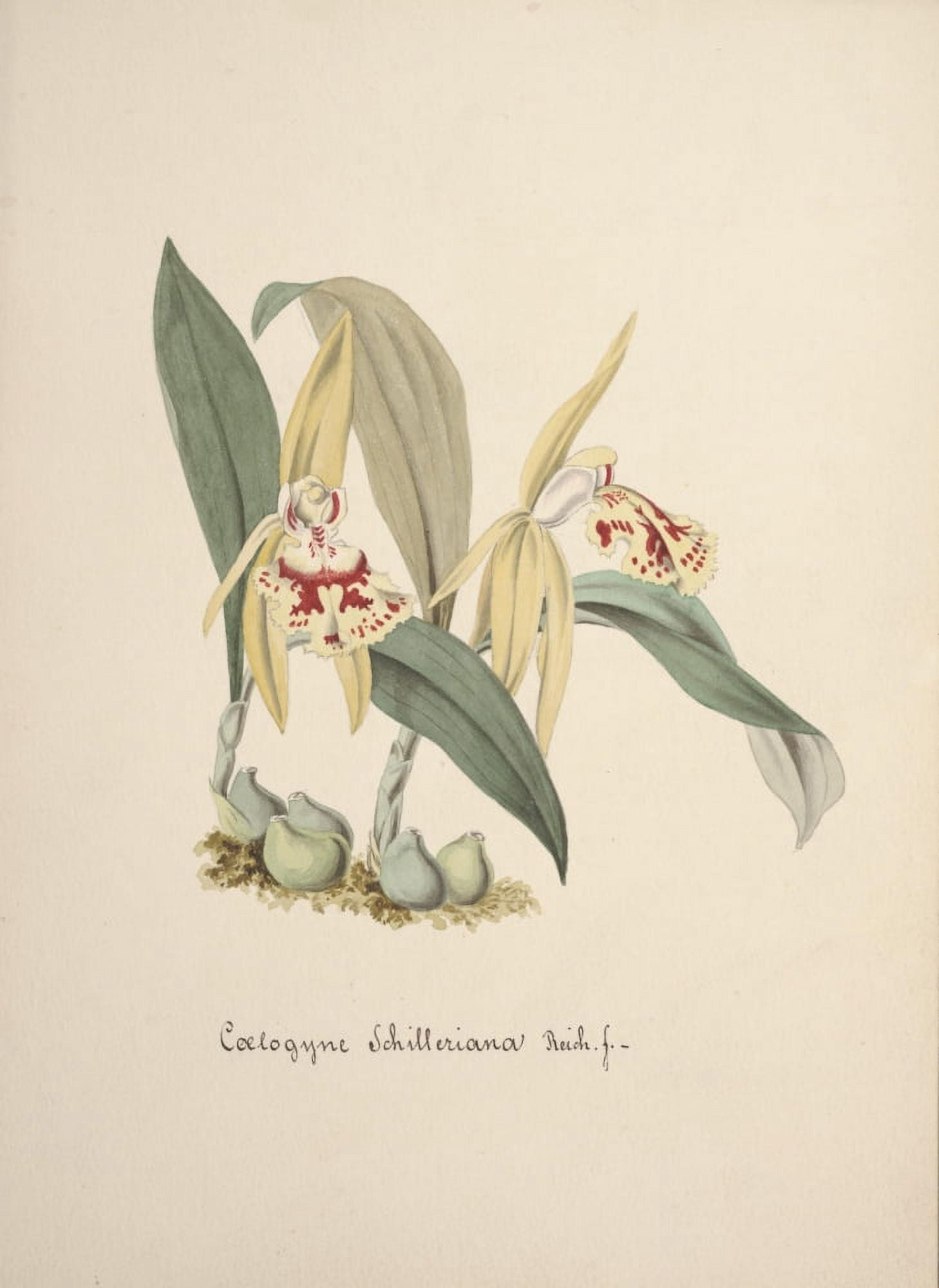 Collection dOrchide c1900 Coelogyne Schilleriana Canvas Art - Unknown (18 x 24)