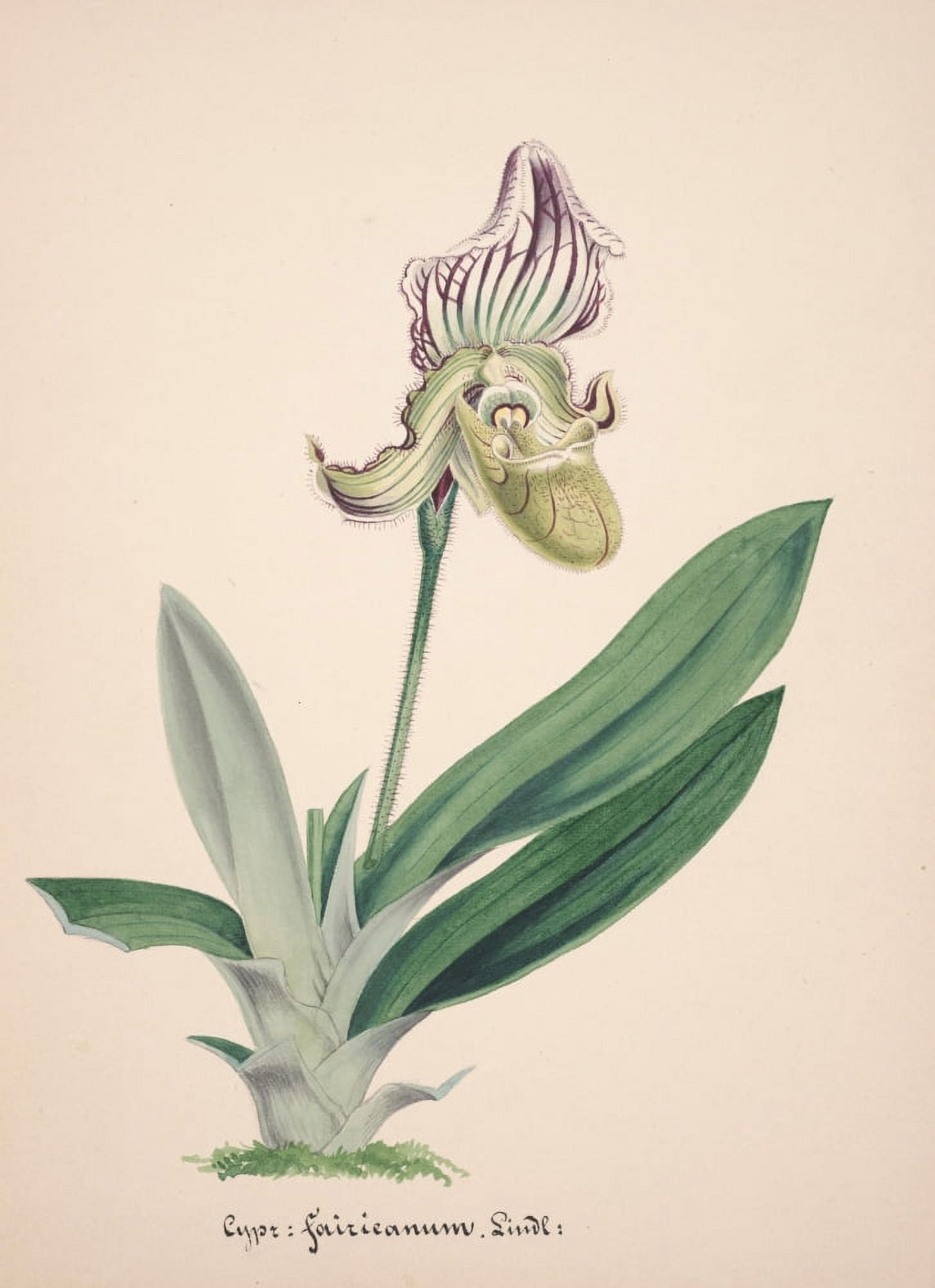 Collection dOrchide c1900 Cypripedium Fairieanum Canvas Art - Unknown (18 x 24)