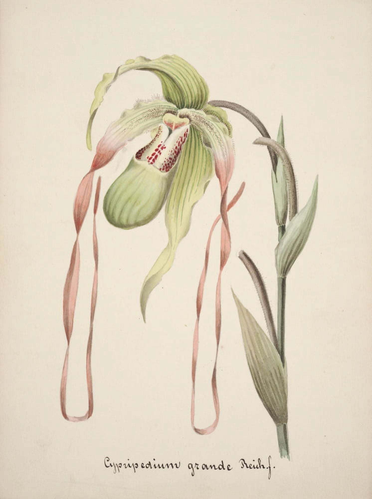 Collection dOrchide c1900 Cypripedium Grande Canvas Art - Unknown (18 x 24)
