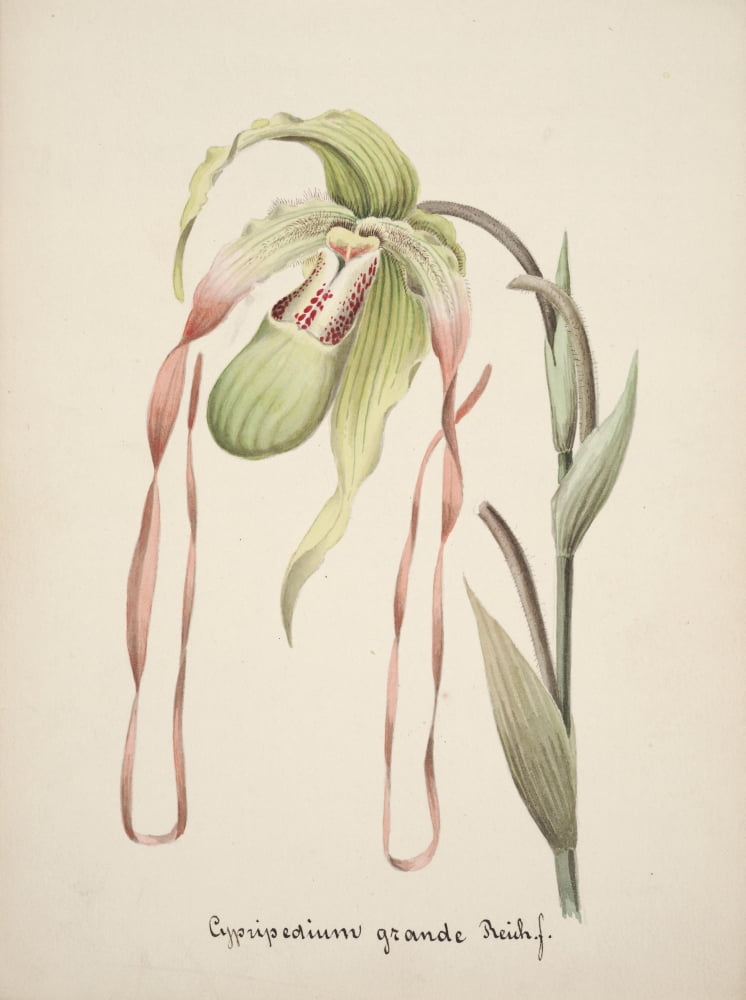 Collection dOrchide c1900 Cypripedium Grande Canvas Art - Unknown (24 x 36)