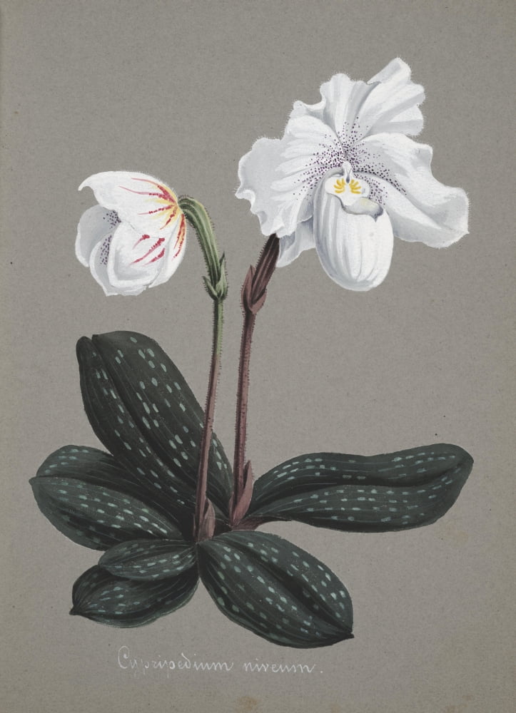 Collection dOrchide c1900 Cypripedium Niveum Canvas Art - Unknown (18 x 24)