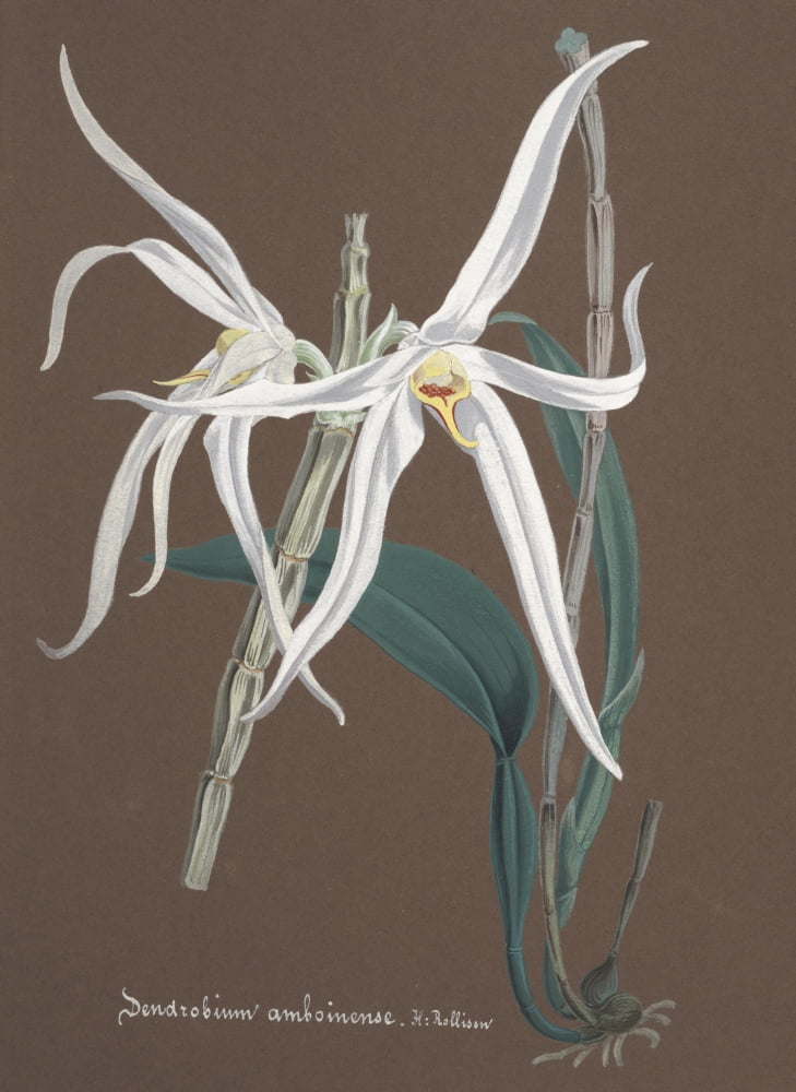 Collection dOrchide c1900 Dendrobium Amboinense Canvas Art - Unknown (24 x 36)