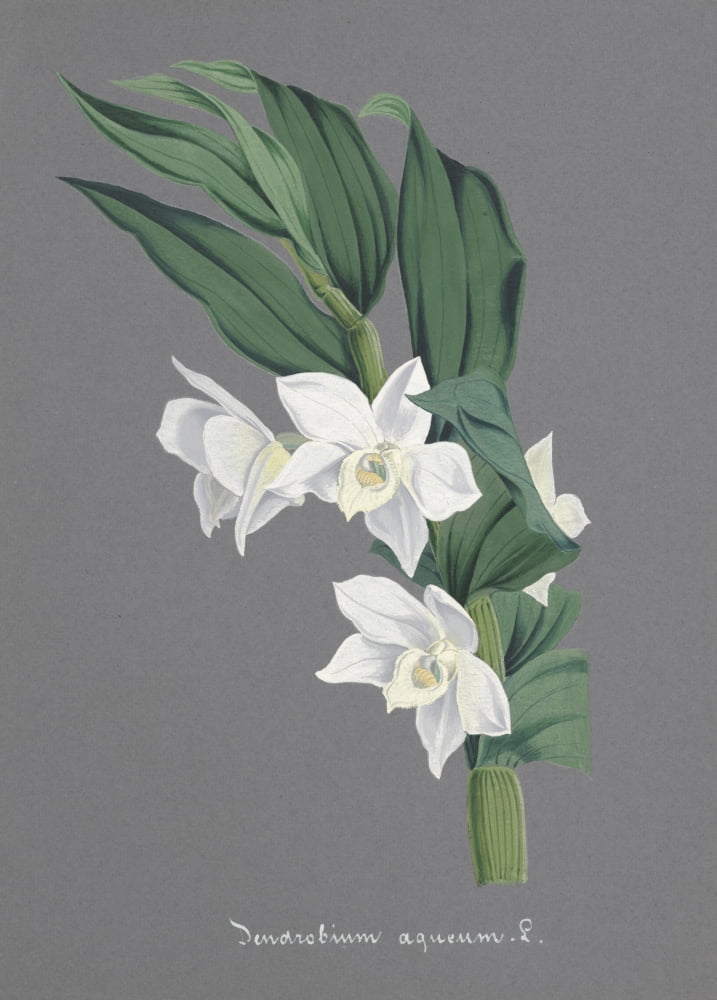 Collection dOrchide c1900 Dendrobium Aqueum Canvas Art - Unknown (24 x 36)