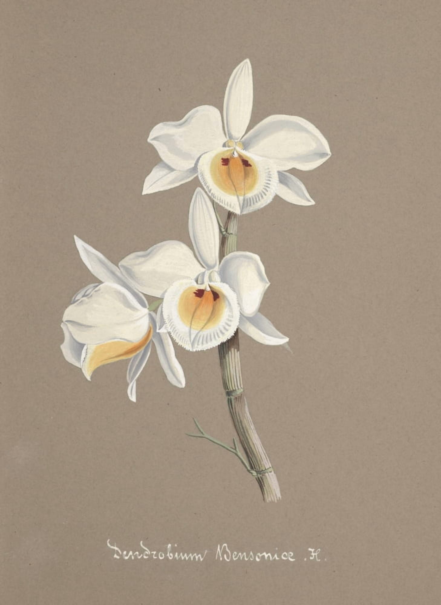 Collection dOrchide c1900 Dendrobium Bensoniae Canvas Art - Unknown (24 x 36)