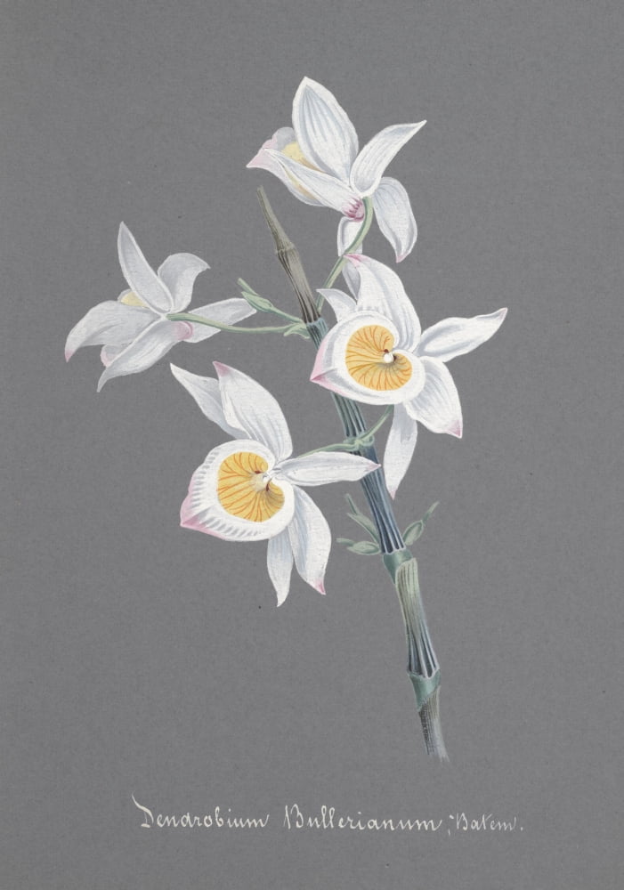 Collection dOrchide c1900 Dendrobium Bullerianum Canvas Art - Unknown (24 x 36)