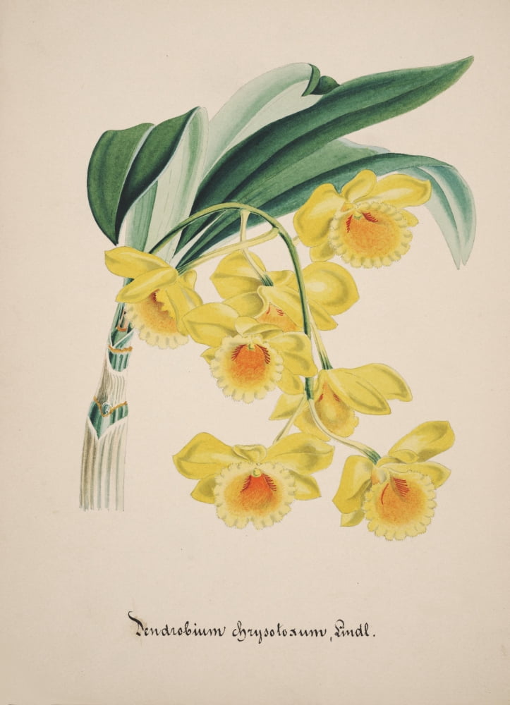 Collection dOrchide c1900 Dendrobium Chrysotoxum Canvas Art - Unknown (18 x 24)