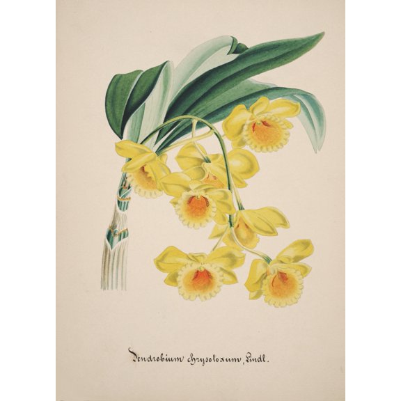 Collection dOrchide c1900 Dendrobium Chrysotoxum Canvas Art - Unknown (24 x 36)