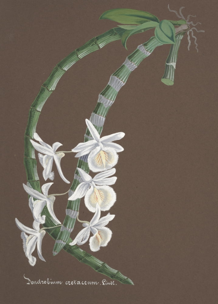 Collection dOrchide c1900 Dendrobium Cretaceum Canvas Art - Unknown (24 x 36)