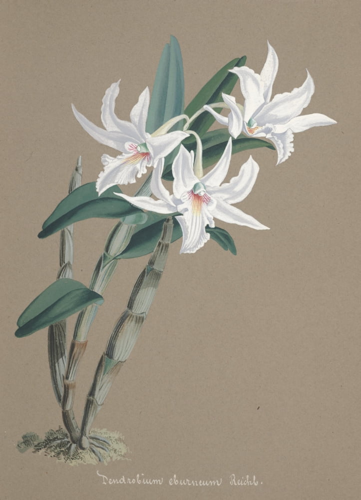 Collection dOrchide c1900 Dendrobium Eburneum Canvas Art - Unknown (24 x 36)