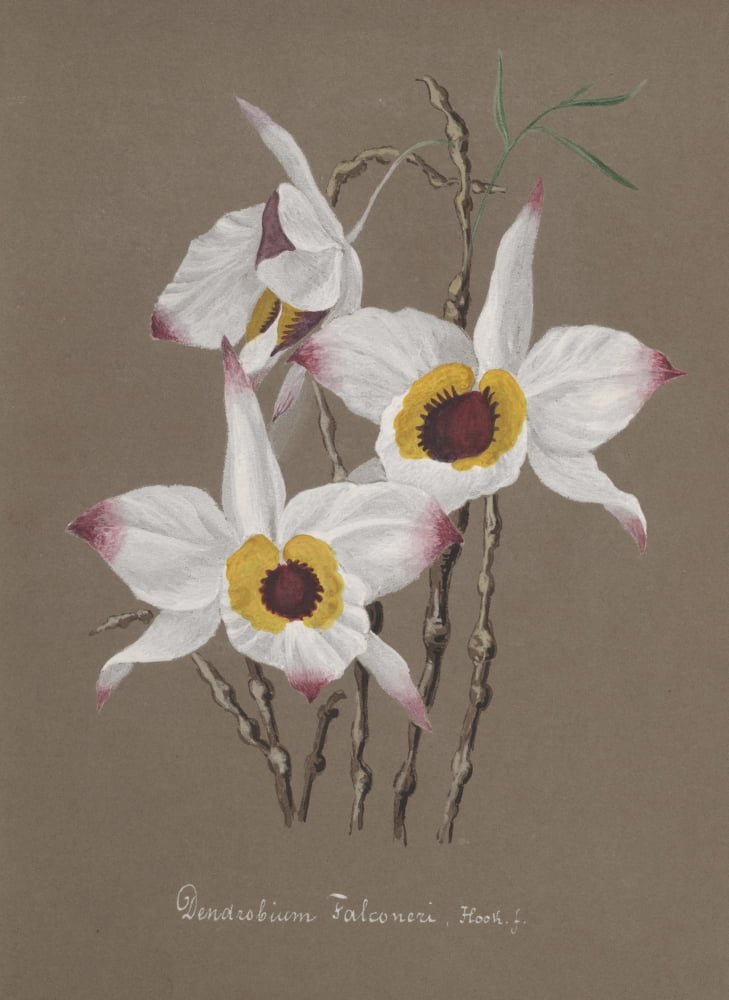 Collection dOrchide c1900 Dendrobium Falconeri Canvas Art - Unknown (18 x 24)