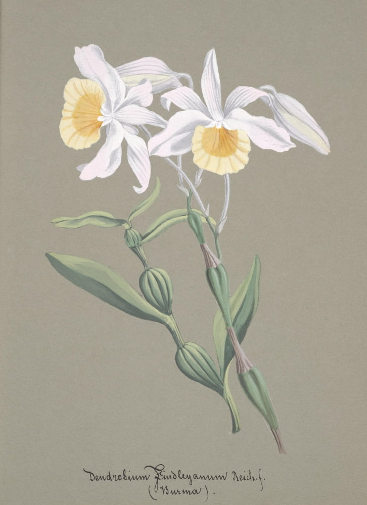 Collection dOrchide c1900 Dendrobium Findleyanum Canvas Art - Unknown (18 x 24)