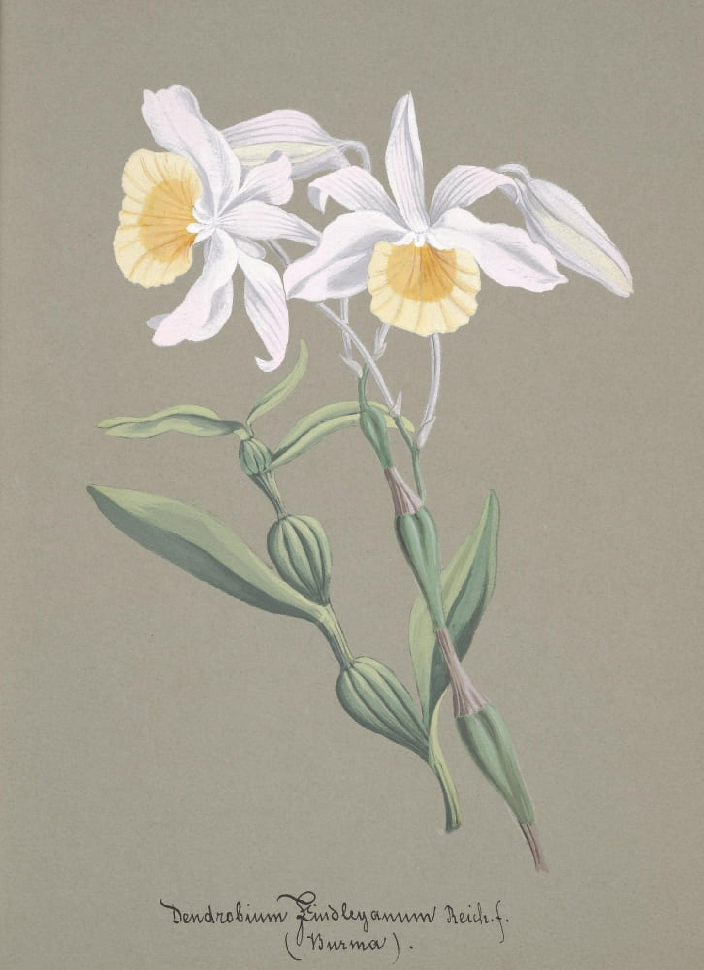 Collection dOrchide c1900 Dendrobium Findleyanum Canvas Art - Unknown (24 x 36)