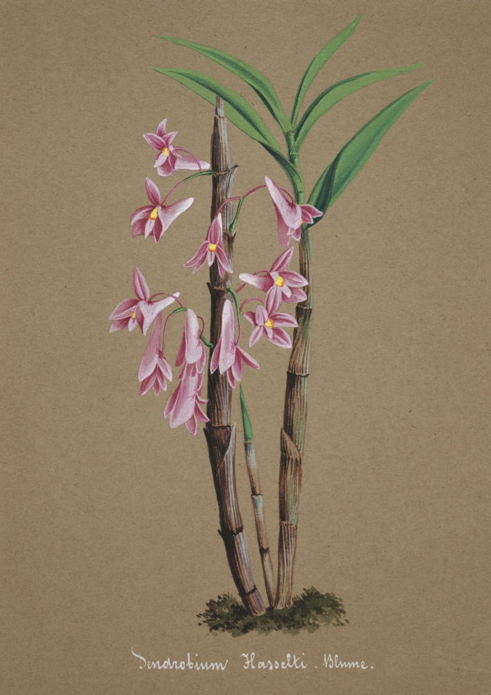 Collection dOrchide c1900 Dendrobium Hasselti Canvas Art - Unknown (24 x 36)