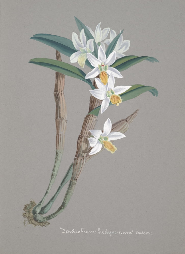 Collection dOrchide c1900 Dendrobium Hedyosmum Canvas Art - Unknown (18 x 24)