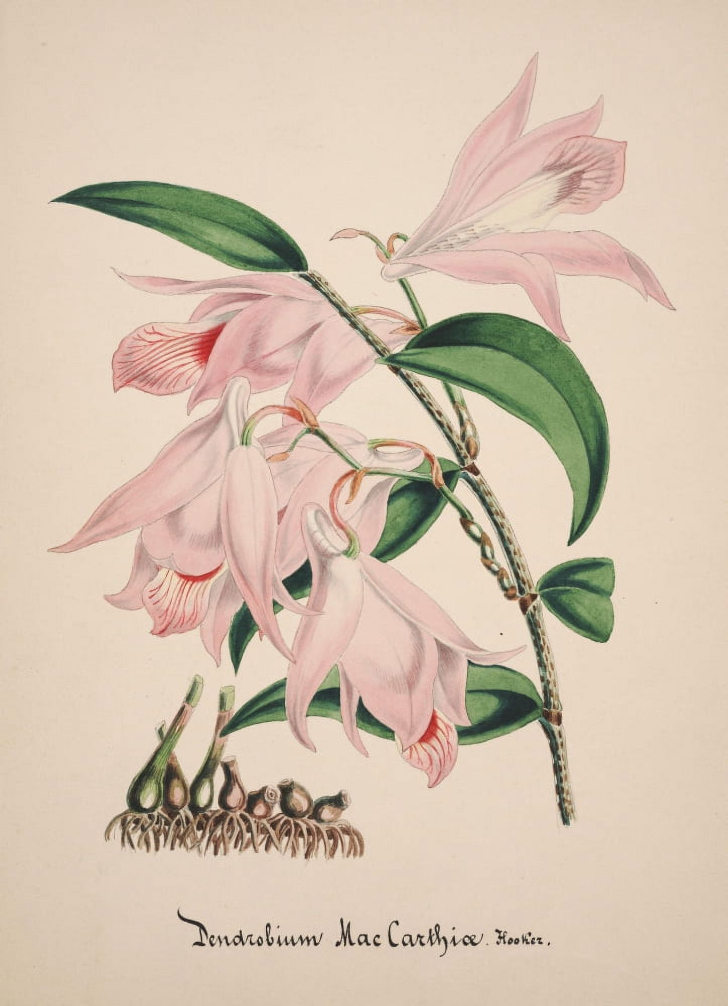 Collection dOrchide c1900 Dendrobium Macarthiae Canvas Art - Unknown (18 x 24)