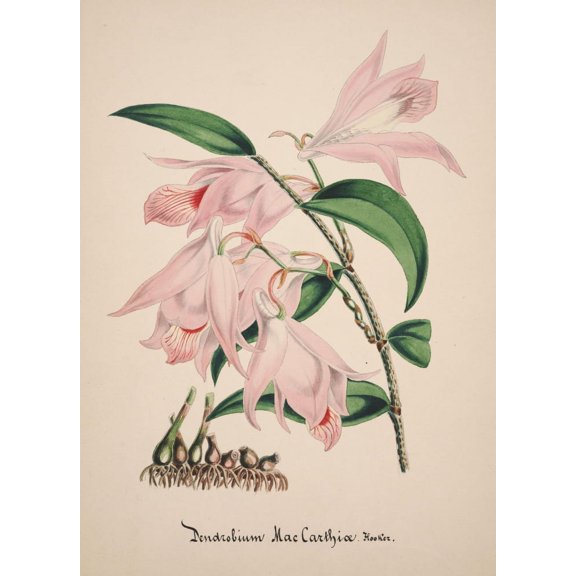 Collection dOrchide c1900 Dendrobium Macarthiae Canvas Art - Unknown (18 x 24)