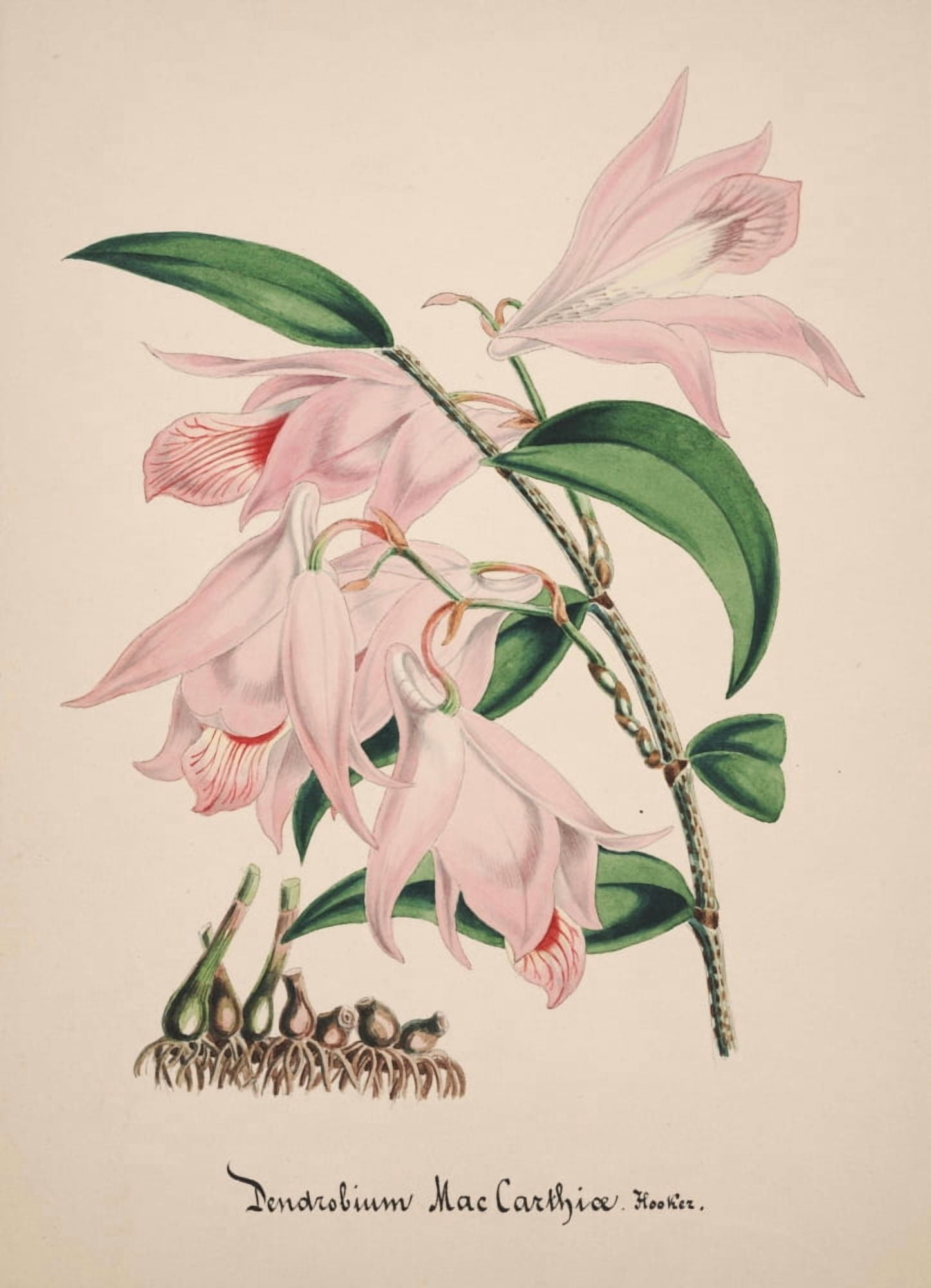 Collection dOrchide c1900 Dendrobium Macarthiae Canvas Art - Unknown (24 x 36)