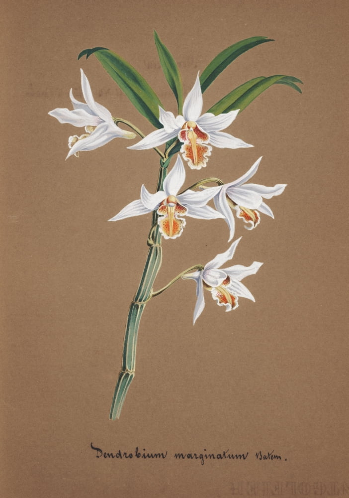 Collection dOrchide c1900 Dendrobium Marginatum Canvas Art - Unknown (18 x 24)