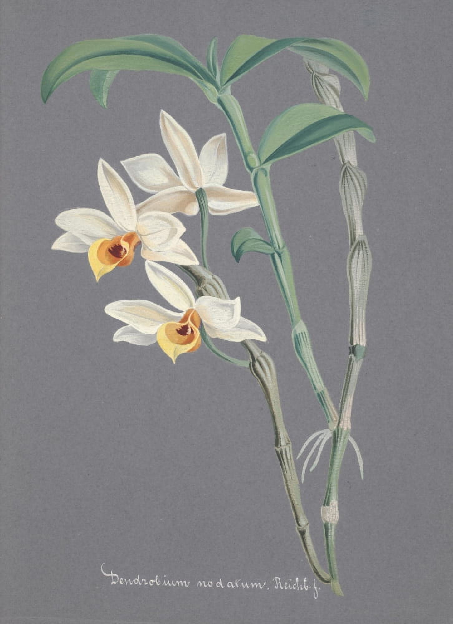 Collection dOrchide c1900 Dendrobium Modatum Canvas Art - Unknown (18 x 24)