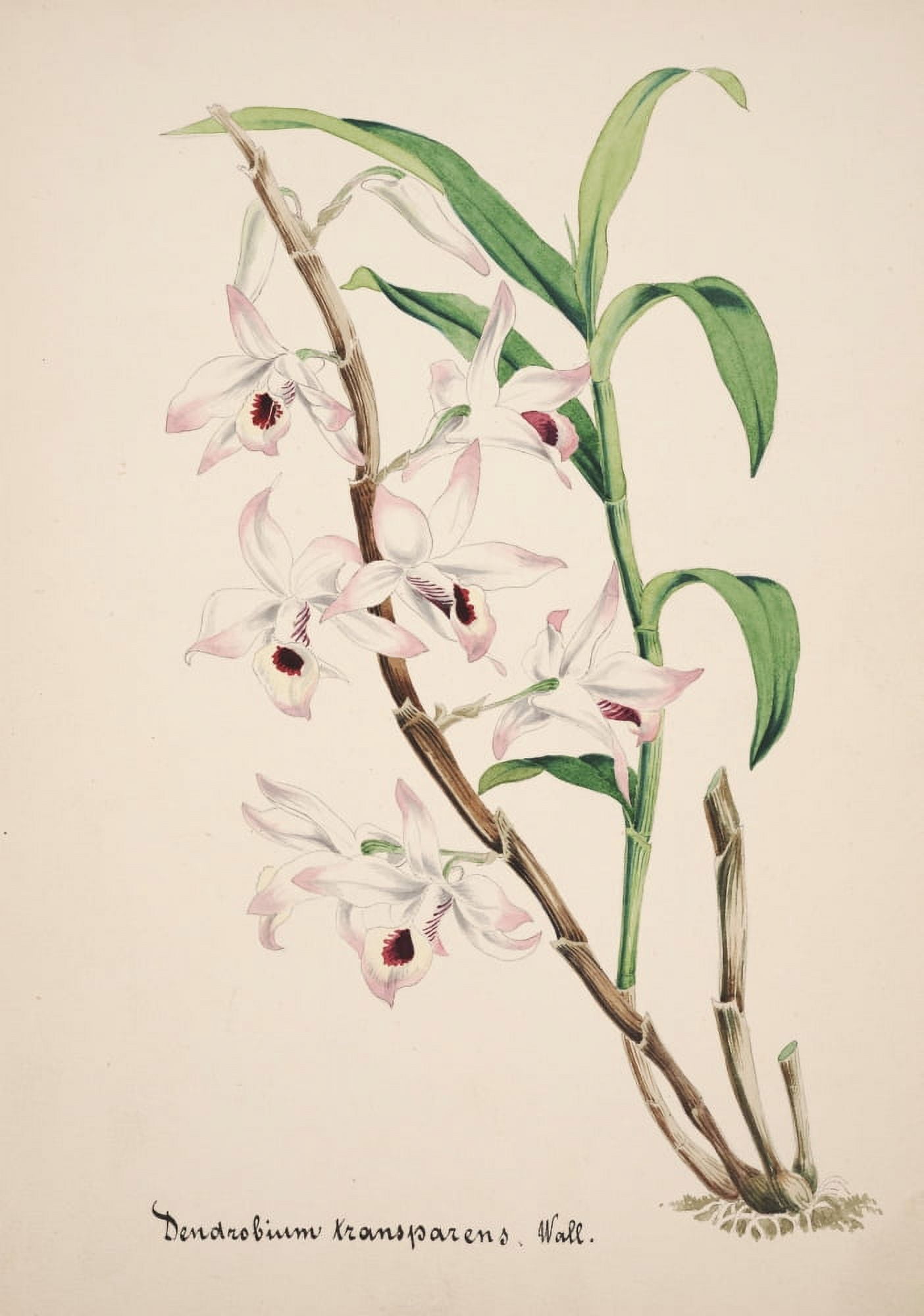 Collection dOrchide c1900 Dendrobium Transparens Canvas Art - Unknown (18 x 24)