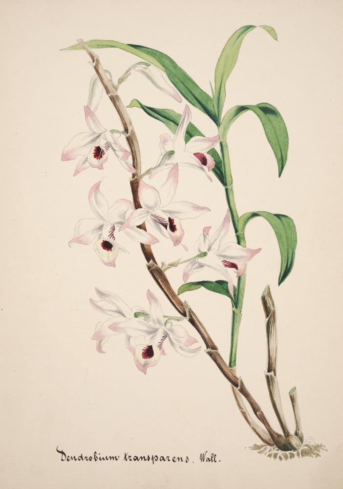 Collection dOrchide c1900 Dendrobium Transparens Canvas Art - Unknown (24 x 36)
